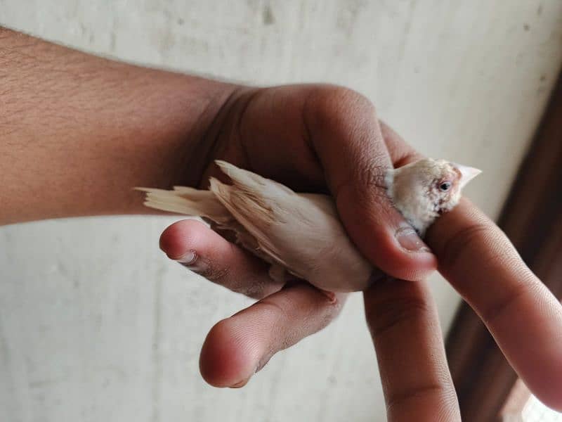 silver gouldian , fawn java , pied , red pied doves , white bengallese 6