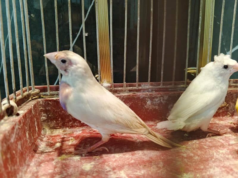 silver gouldian , fawn java , pied , red pied doves , white bengallese 7