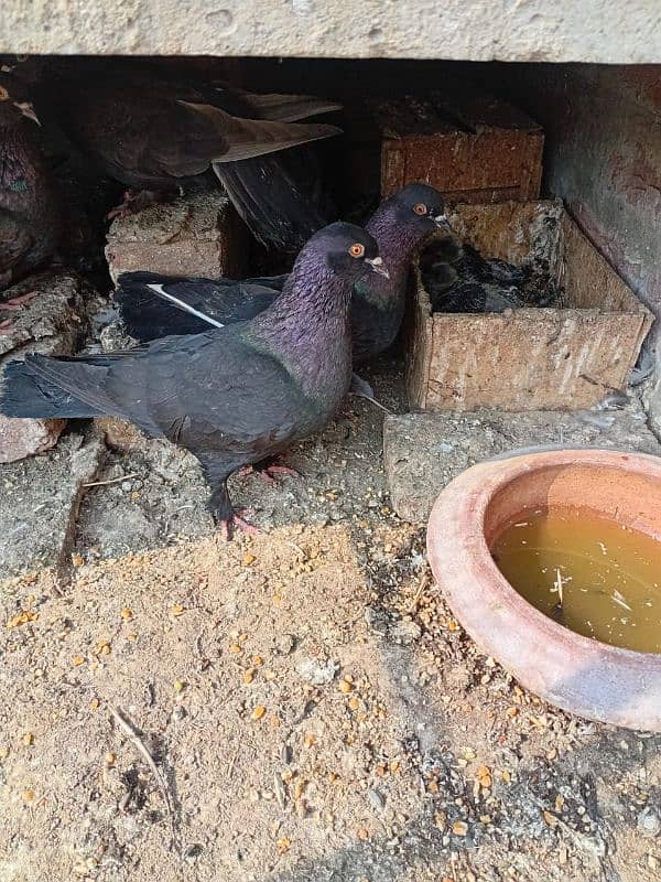 Pair of piegon (Kabooter) with 2 babies 1