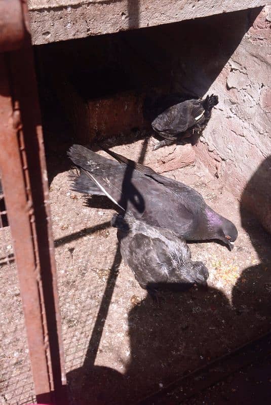 Pair of piegon (Kabooter) with 2 babies 4