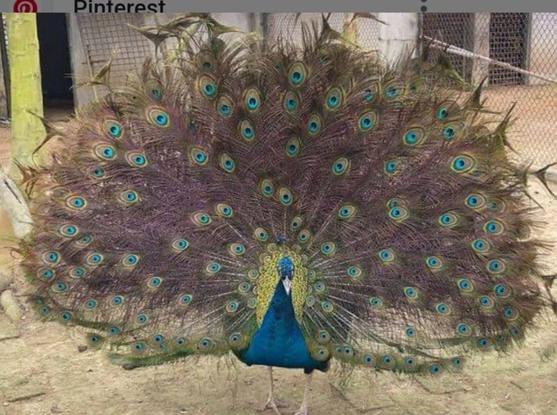 peacock male for sale 0