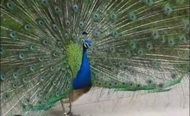 peacock male for sale 1