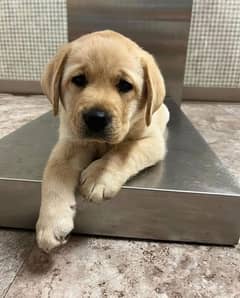 British Labrador top quality puppies are available watts app