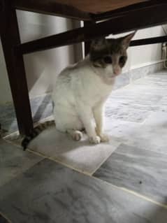 Street cat (Age 4 months) No Price (Contact # 03322387904 03301396712)