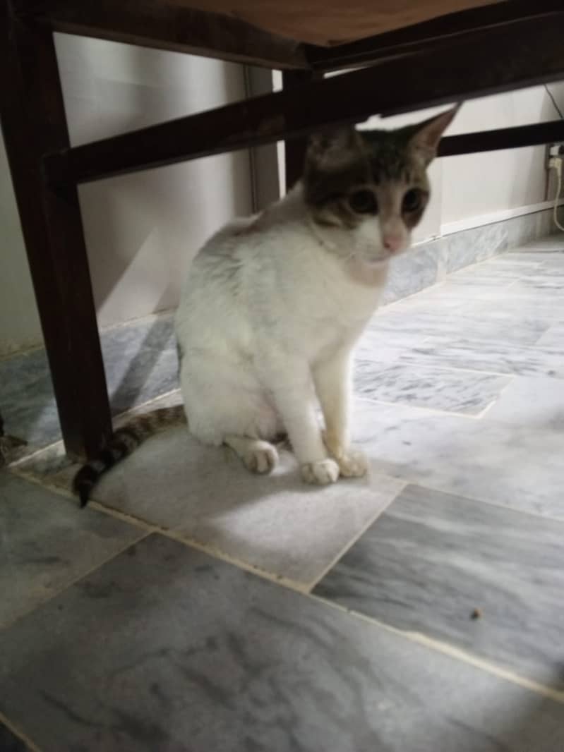 Street cat (Age 4 months) No Price (Contact # 03322387904 03301396712) 0