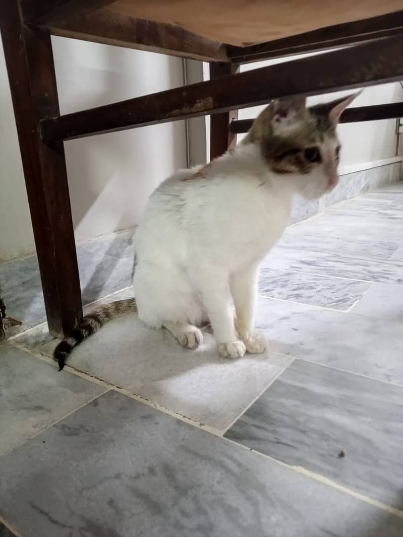 Street cat (Age 4 months) No Price (Contact # 03322387904 03301396712) 1