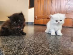 3 kittens for sale