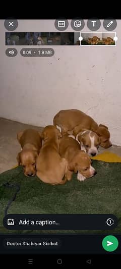 English pointer pupy