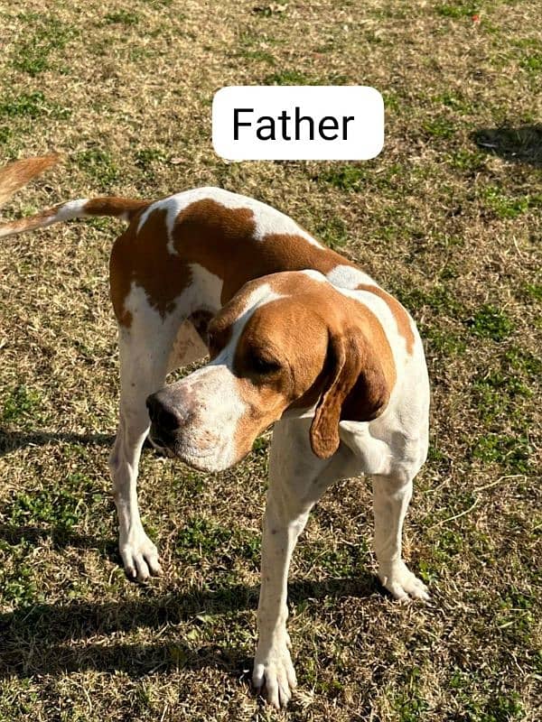 English pointer pupy 2