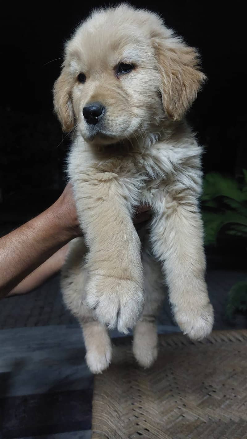 Golden Retriever 1