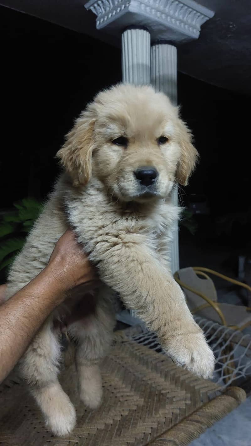 Golden Retriever 2