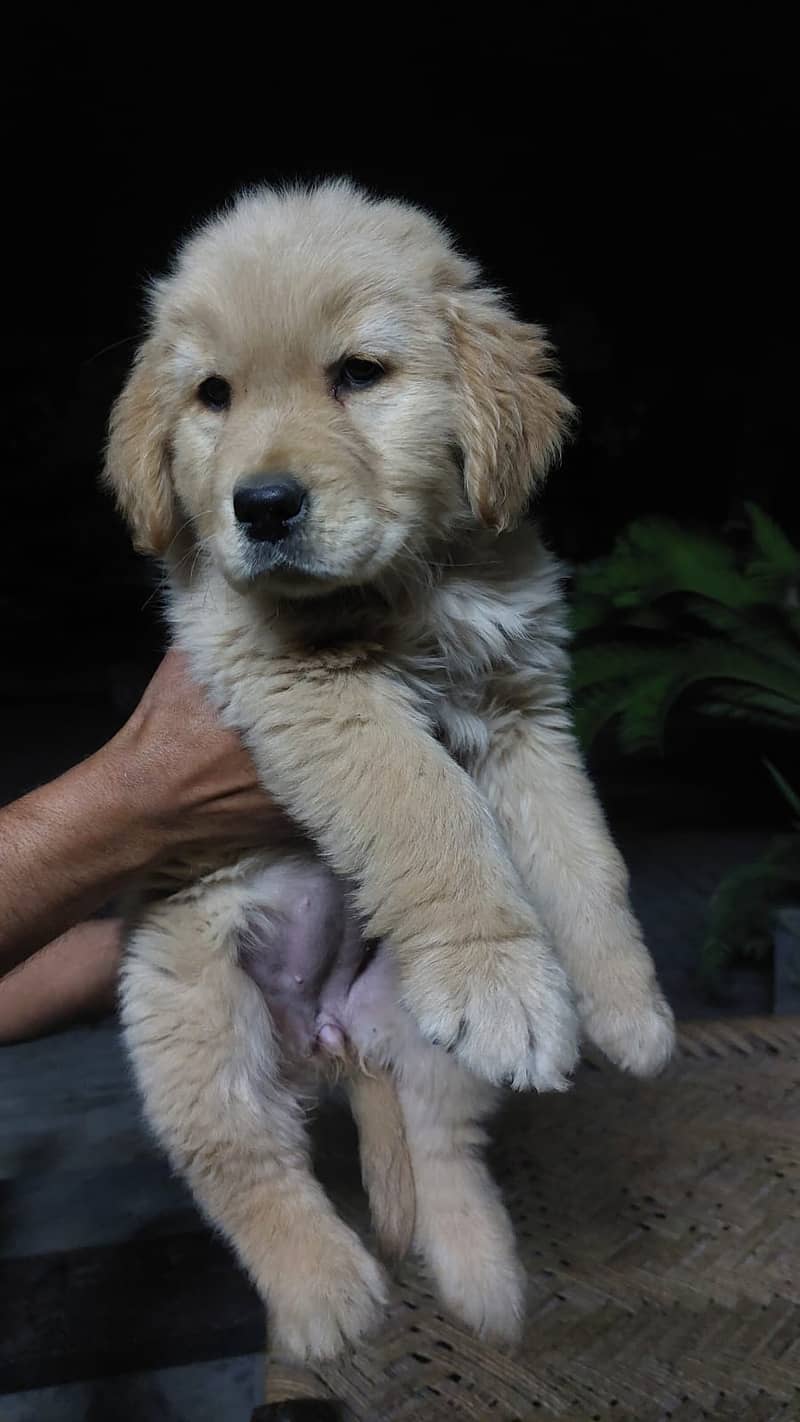 Golden Retriever 3