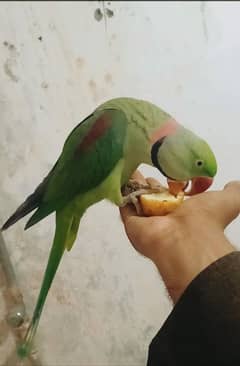 03017746650 Raw parrot