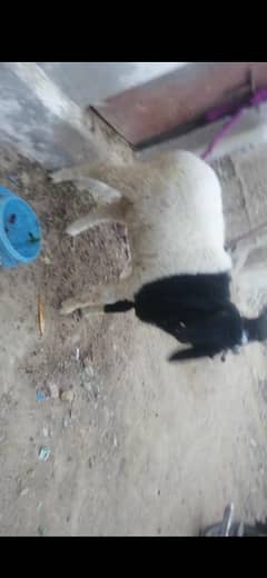 sheep for sale