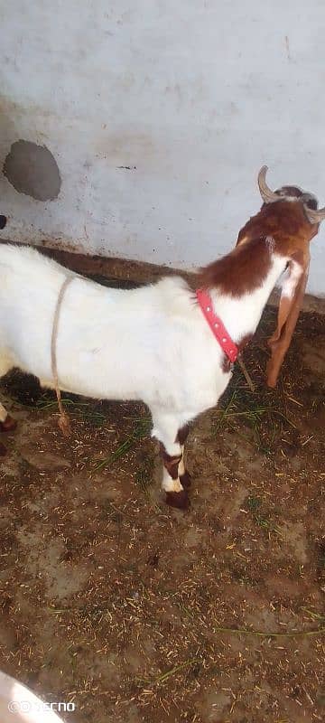 Bakra 3