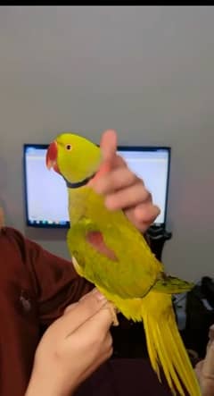 raw parrot full hand tame