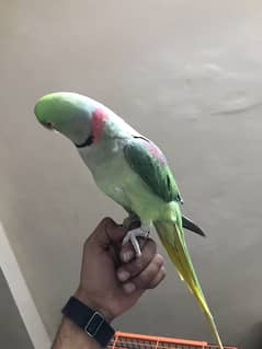 Raw Parrot jumbo Size