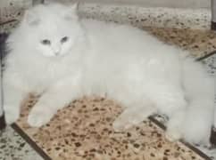 cat pairs Persian and Spanish