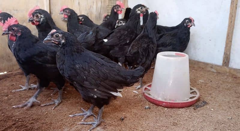 Black Australorp Active and Healthy chicks/pullets 0