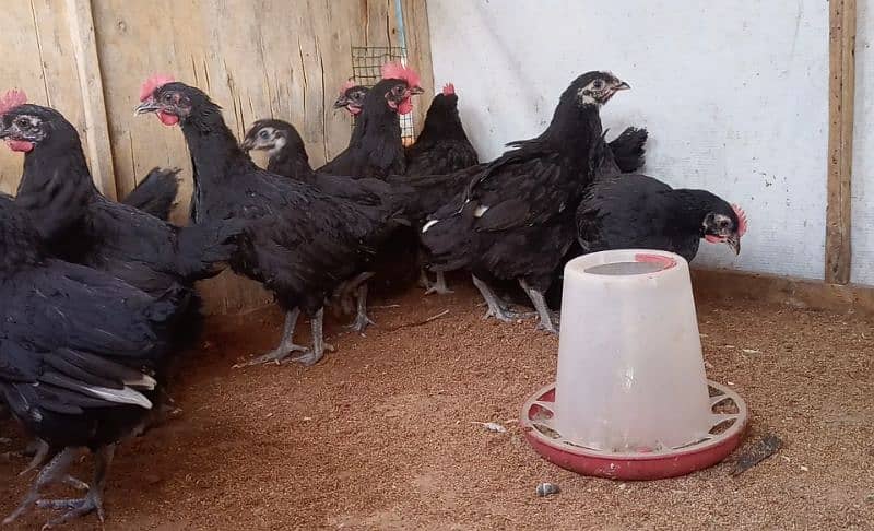 Black Australorp Active and Healthy chicks/pullets 1