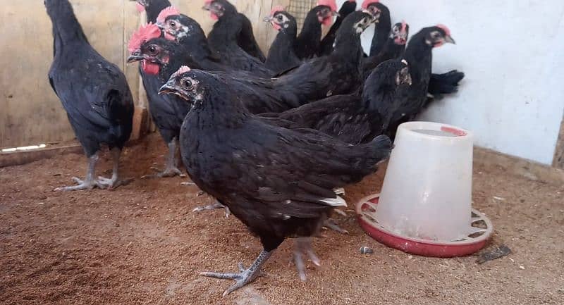 Black Australorp Active and Healthy chicks/pullets 2