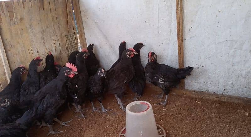 Black Australorp Active and Healthy chicks/pullets 3