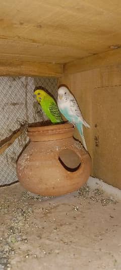 Australian parrots