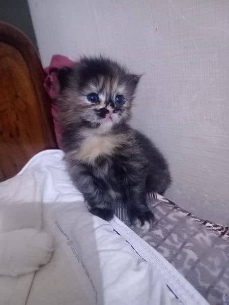 persion cat for sale 0