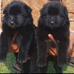 Pure German Shepherd Baby Puppies Per Piece 35k