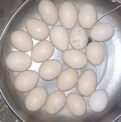 heera aseel eggs