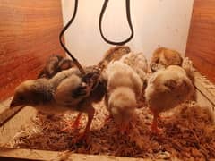 Aseel 2 time win murga Chicks For Sale!!