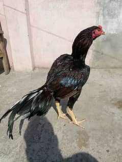 lakha muskhi bnd gadi home breed