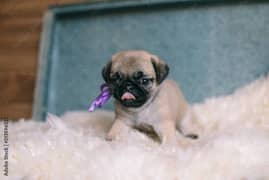 Pug female puppies