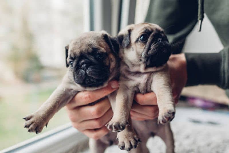 Pug female puppies 1