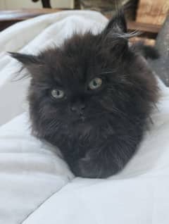 Persian Cats for sale