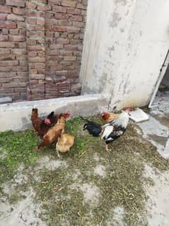 hens for sale. alhumdulillah egg darehe ha. murga ke prize alag ha