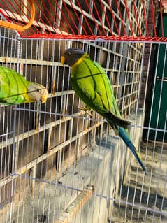 Plum Head pair with cage for sale active and healthy