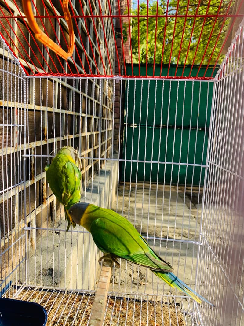 Plum Head pair with cage for sale active and healthy 1