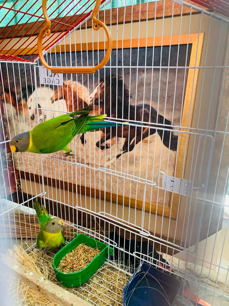 Plum Head pair with cage for sale active and healthy 2