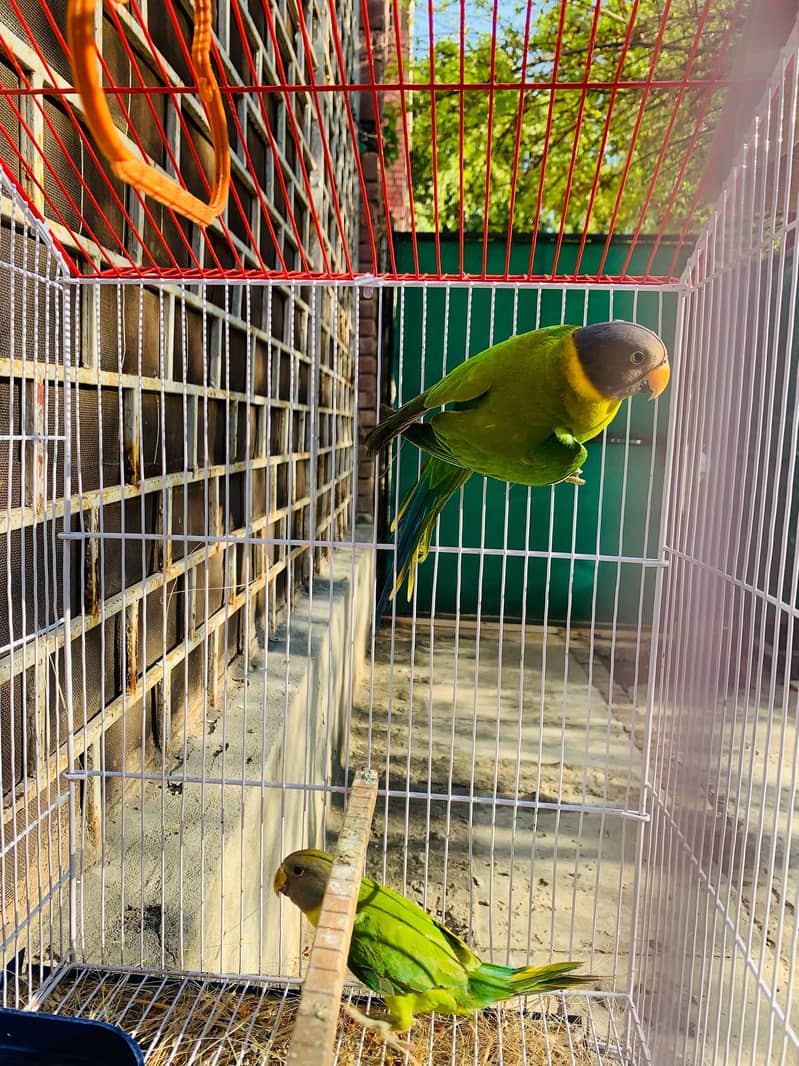 Plum Head pair with cage for sale active and healthy 5