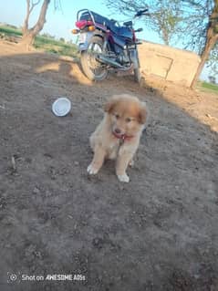 Afghani bakrwali puppy for sale