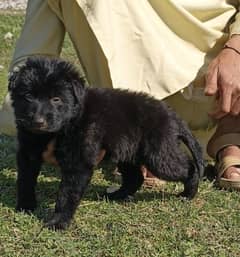 Black German Shepherd long coat male age 2 month for sale