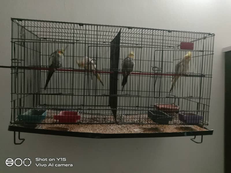 Cocktail parrots for sale 0