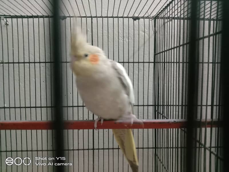 Cocktail parrots for sale 1