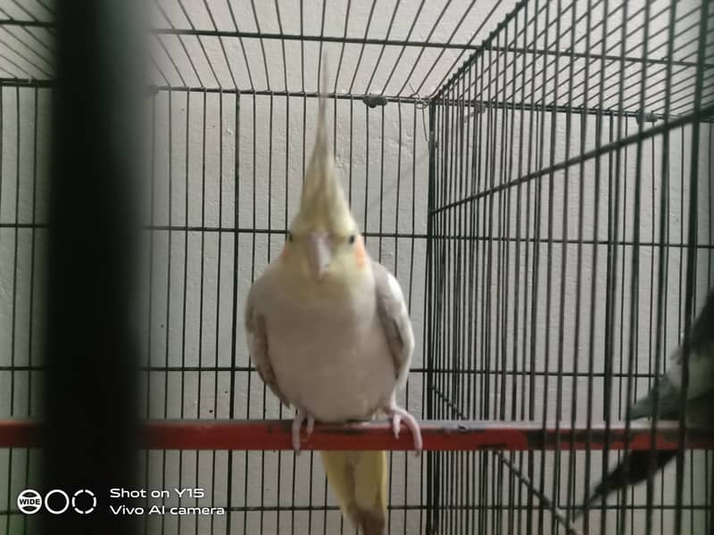 Cocktail parrots for sale 2