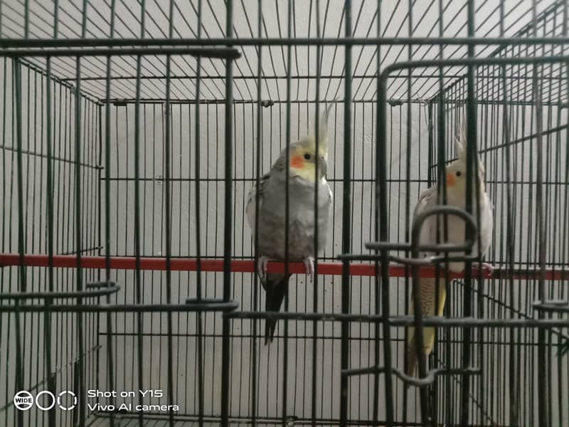 Cocktail parrots for sale 4