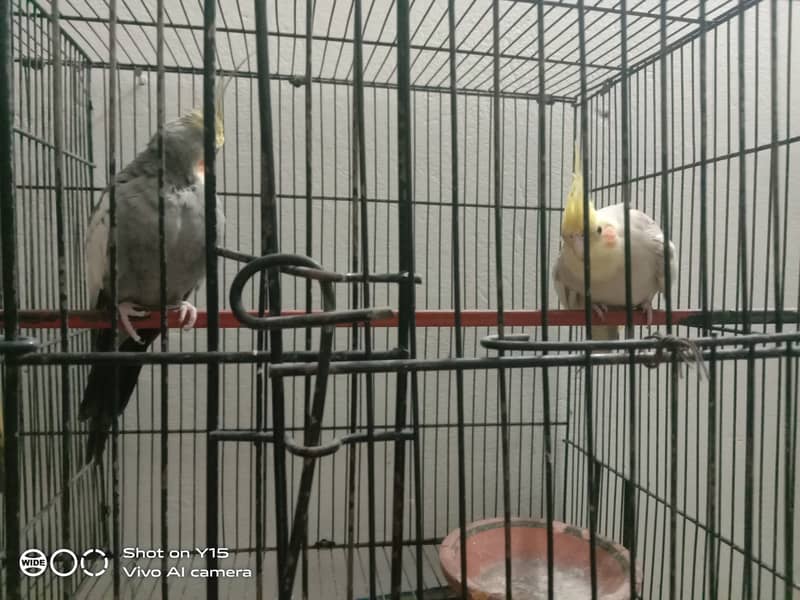 Cocktail parrots for sale 8