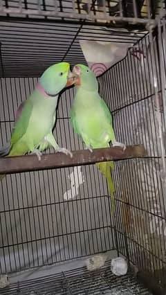 Raw parrot pair for sale