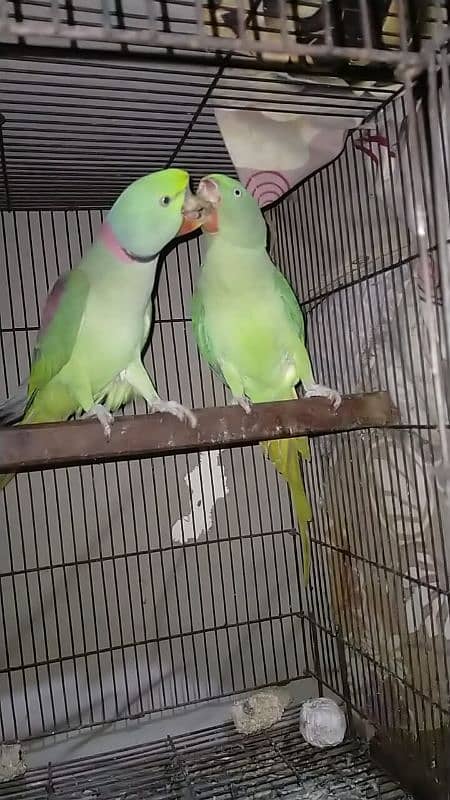 Raw parrot pair for sale 0