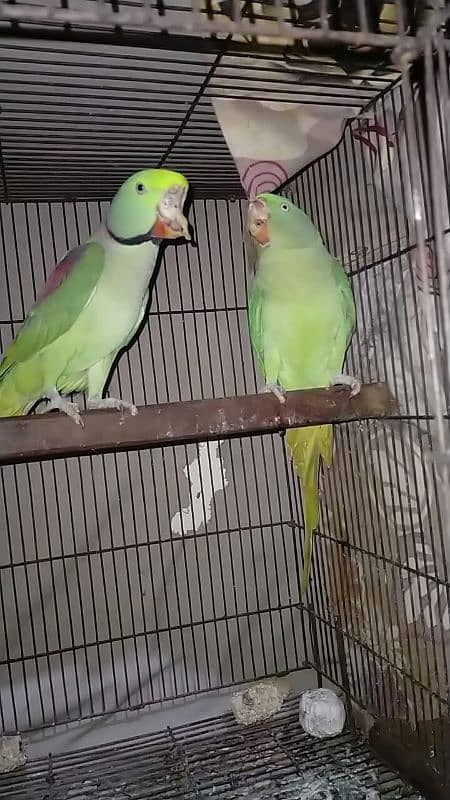 Raw parrot pair for sale 1